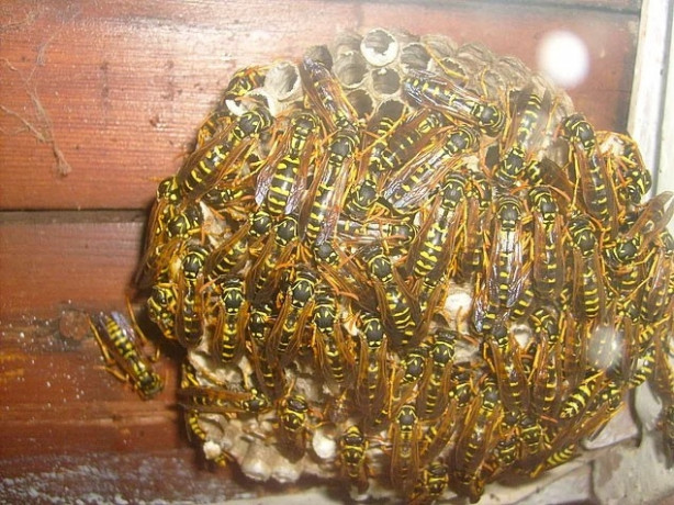 Foto - Arılar öyle bir yere kovan yaptı ki!