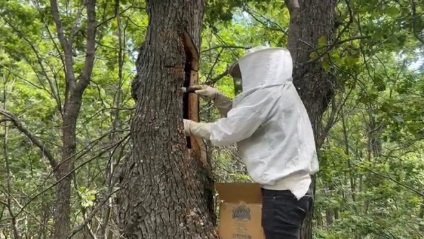 Arıları günlerce takip ediyorlar: Ormanlık alandaki yuvayı bulup doğal balı bakın nasıl alıyorlar!