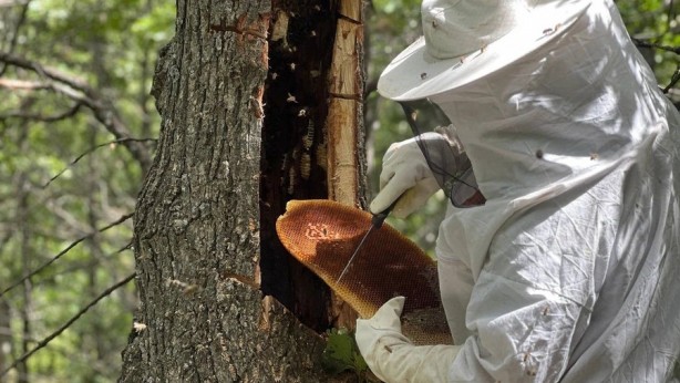 Foto - Arıları günlerce takip ediyorlar: Ormanlık alandaki yuvayı bulup doğal balı bakın nasıl alıyorlar!
