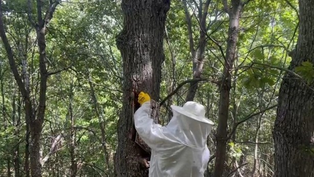 Foto - Arıları günlerce takip ediyorlar: Ormanlık alandaki yuvayı bulup doğal balı bakın nasıl alıyorlar!