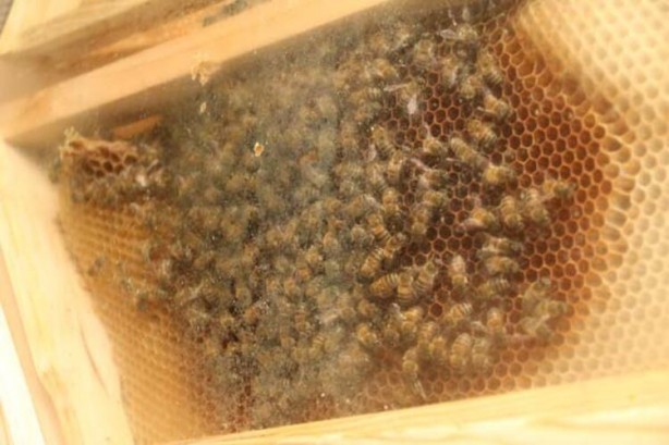 Foto - Arıların bal yapışını izlemek isteyenler akın ediyor! ‘Arıvaryum’a yoğun ilgi