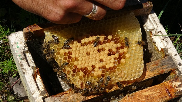 Foto - Arıların kraliçesi bu rakama satılıyor