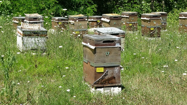 Foto - Arıların kraliçesi bu rakama satılıyor