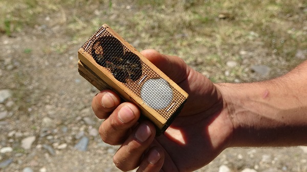 Foto - Arıların kraliçesi bu rakama satılıyor