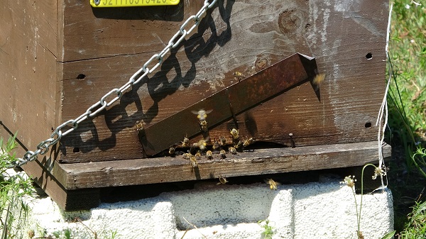 Foto - Arıların kraliçesi bu rakama satılıyor