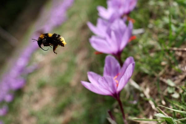 Foto - Arıların "safran çiçeği" mesaisi