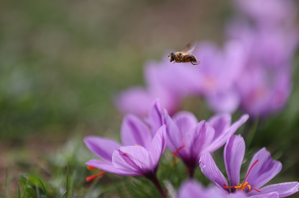 Foto - Arıların "safran çiçeği" mesaisi