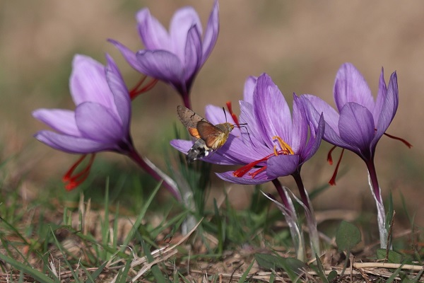 Foto - Arıların "safran çiçeği" mesaisi