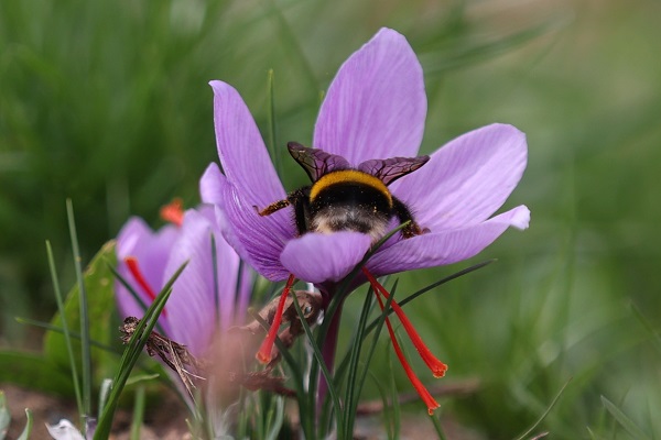 Foto - Arıların "safran çiçeği" mesaisi