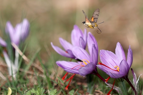 Foto - Arıların "safran çiçeği" mesaisi