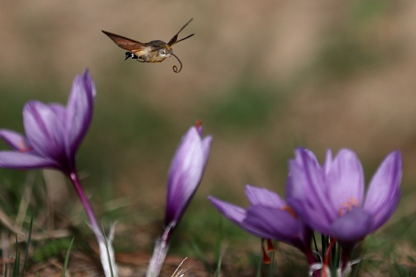 Foto - Arıların "safran çiçeği" mesaisi