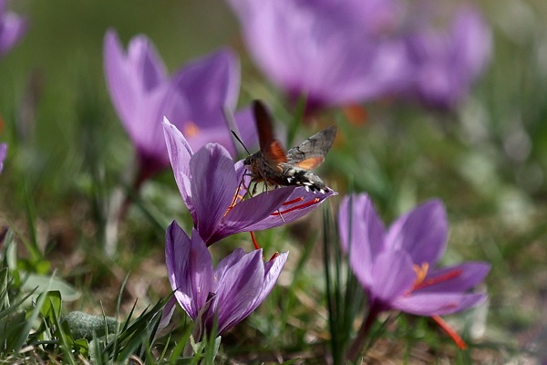 Foto - Arıların "safran çiçeği" mesaisi