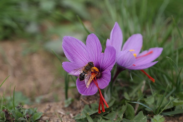 Arıların "safran çiçeği" mesaisi