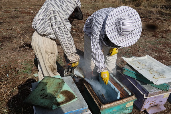 Foto - Arıların tatlı uykusu başladı