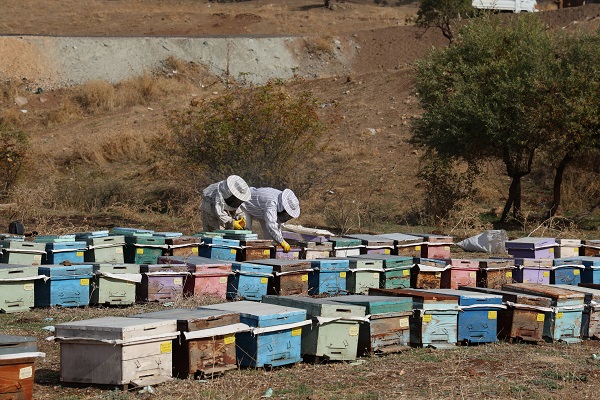 Foto - Arıların tatlı uykusu başladı