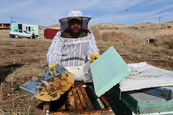 Foto - Arıların tatlı uykusu başladı