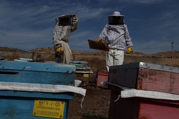 Foto - Arıların tatlı uykusu başladı