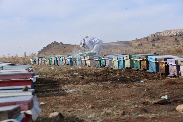 Foto - Arıların tatlı uykusu başladı
