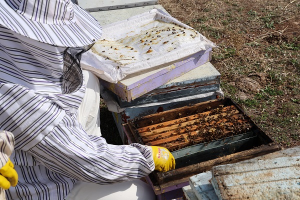 Arıların tatlı uykusu başladı