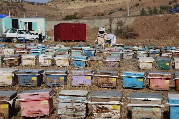 Foto - Arıların tatlı uykusu başladı