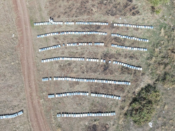 Foto - Arıların tatlı uykusu başladı