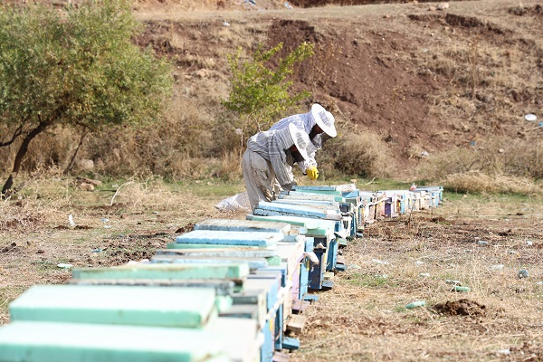 Foto - Arıların tatlı uykusu başladı