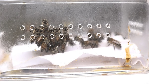 Foto - Arılarla şifa buluyorlar! Bu yöntem 5 bin yıldır kullanılıyor