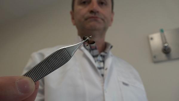 Arılarla şifa buluyorlar! Bu yöntem 5 bin yıldır kullanılıyor