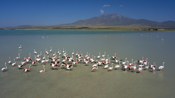 Foto - Arin Gölü’nün renkli misafirleri