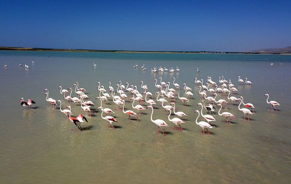 Foto - Arin Gölü’nün renkli misafirleri
