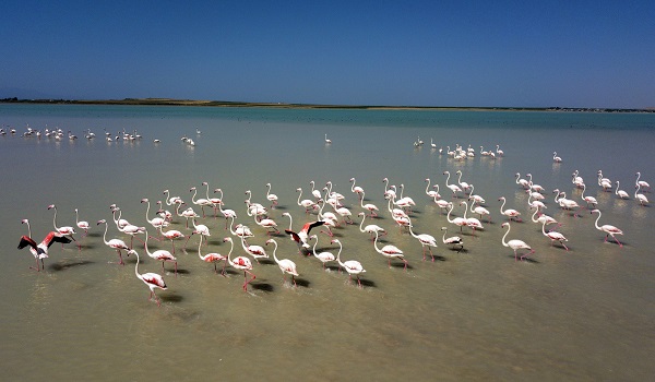 Foto - Arin Gölü’nün renkli misafirleri