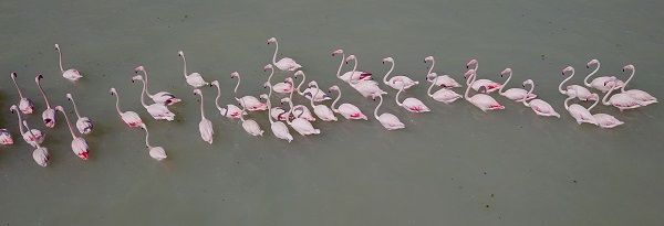 Foto - Arin Gölü'nün sevimli misafirleri