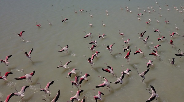Foto - Arin Gölü'nün sevimli misafirleri