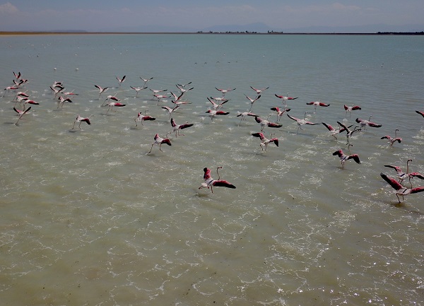 Foto - Arin Gölü'nün sevimli misafirleri