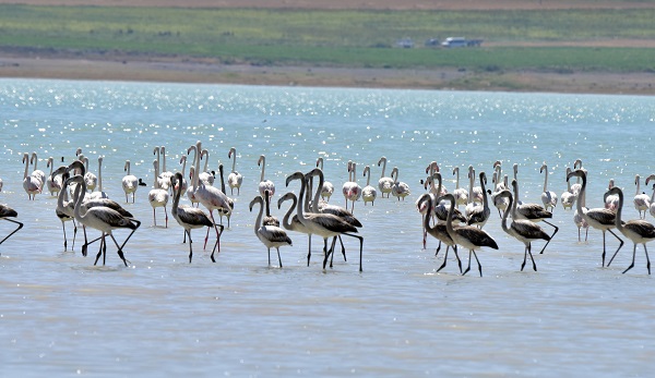 Arin Gölü'nün sevimli misafirleri