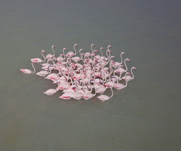 Foto - Arin Gölü'nün sevimli misafirleri