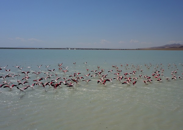 Foto - Arin Gölü'nün sevimli misafirleri