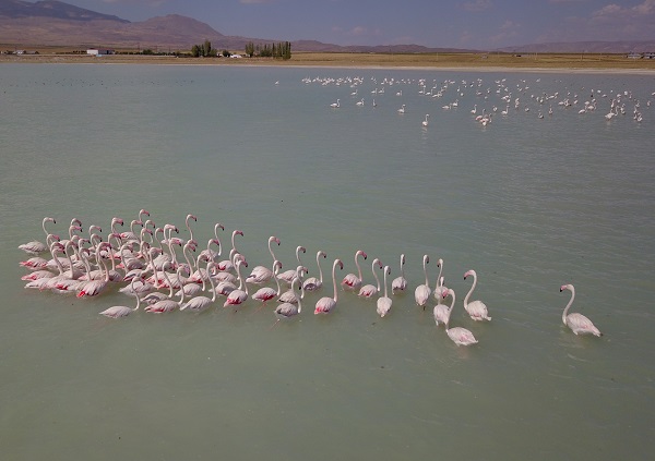 Foto - Arin Gölü'nün sevimli misafirleri