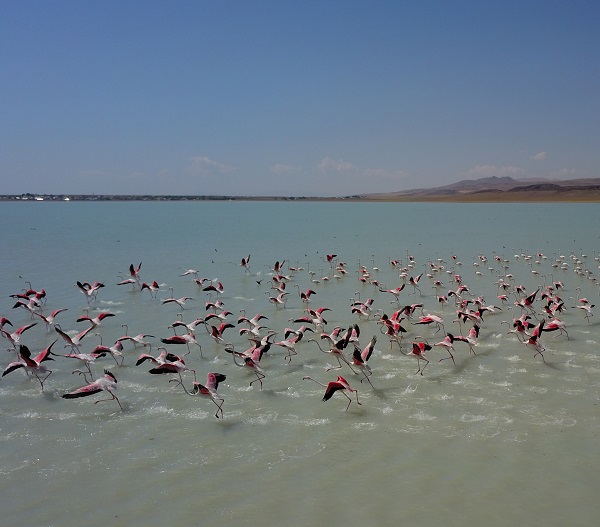Foto - Arin Gölü'nün sevimli misafirleri