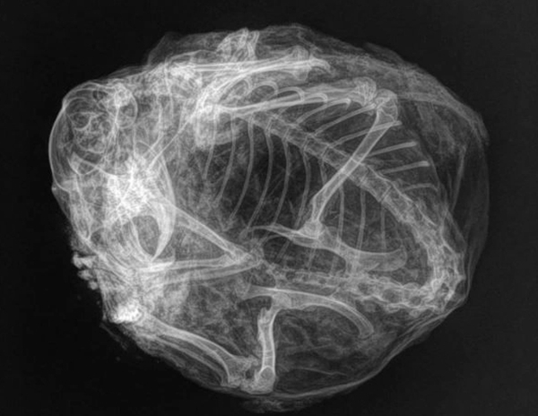 Foto - Arkeologlar bile şaştı kaldı... Tam 30 bin yıl öncesine ait!