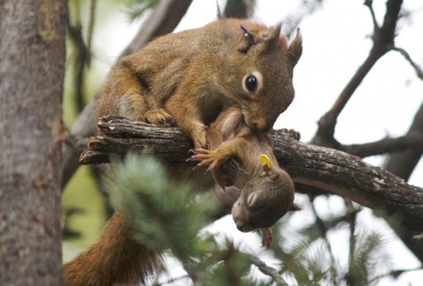 Foto - Arkeologlar bile şaştı kaldı... Tam 30 bin yıl öncesine ait!