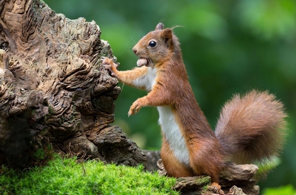 Foto - Arkeologlar bile şaştı kaldı... Tam 30 bin yıl öncesine ait!
