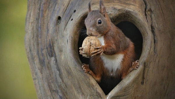 Foto - Arkeologlar bile şaştı kaldı... Tam 30 bin yıl öncesine ait!