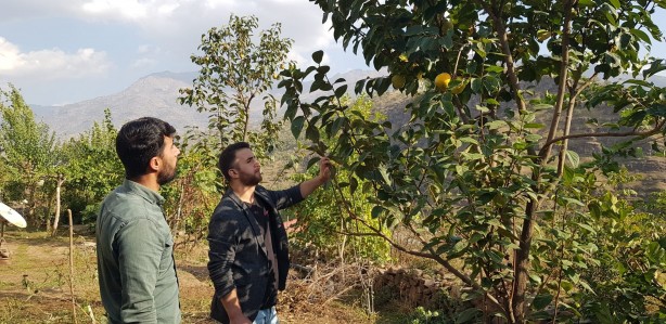 Foto - Armut diye bahçesine dikti! Çıkan meyveleri görünce şok oldu
