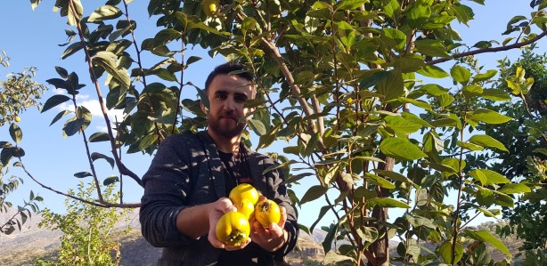 Armut diye bahçesine dikti! Çıkan meyveleri görünce şok oldu