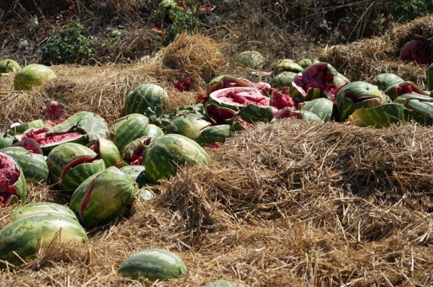 Foto - Yüzlerce karpuz yol kenarına atıldı