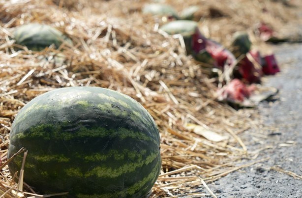 Yüzlerce karpuz yol kenarına atıldı