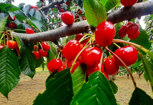 Foto - Aromasıyla dikkat çeken lezzet: Tekirdağ kirazı
