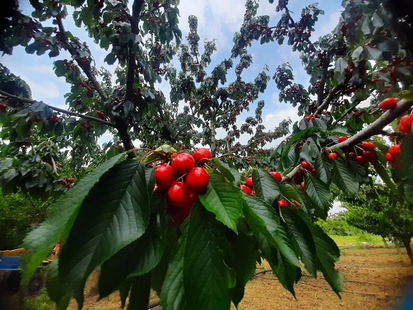 Foto - Aromasıyla dikkat çeken lezzet: Tekirdağ kirazı