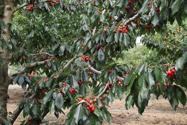Foto - Aromasıyla dikkat çeken lezzet: Tekirdağ kirazı